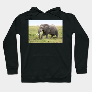 Bull Elephant Following the Herd, Amboseli, Kenya Hoodie